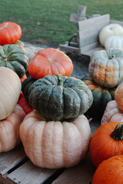 pumpkins used for fall decorating