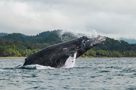 Ballenas jorobadas saltando en el oc&eacute;ano Pac&iacute;fico en la costa de Colombia