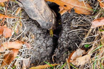 Wasps fly into their nest. Mink with an aspen nest. Underground