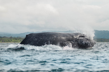 Ballenas jorobadas saltando en el océano Pacífico en la costa de Colombia