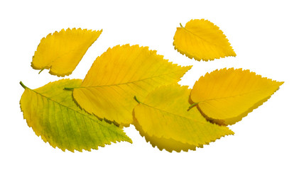 composition yellow autumn elm leaves isolated on white background