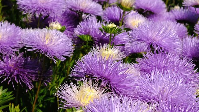Beautiful summer flower video sketch, blooming asters in the flower bed, shot close-up on a bright sunny day in high resolution 4k
