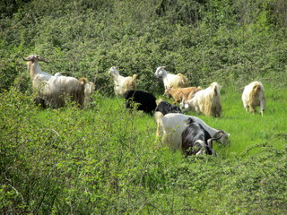two goats on a meadow