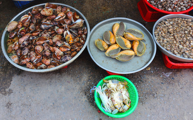 Living Indian volute or bailer shell (Melo melo) for sale in a local vietnamese market. Real life Asia. Selective focus