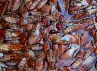 Fresh live small geoduck clams in water for sale on the local street market at Vietnam. Selective focus