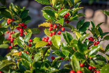 holly with red ripe fruits on the shrub stands in the morning sun and the leaves are still covered...