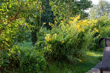 holly with red ripe fruits on the shrub stands in the morning sun and the leaves are still covered with morning dew