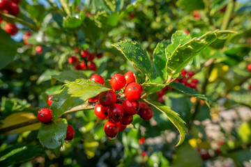 holly with red ripe fruits on the shrub stands in the morning sun and the leaves are still covered with morning dew