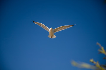 white seagull in the blue sky
