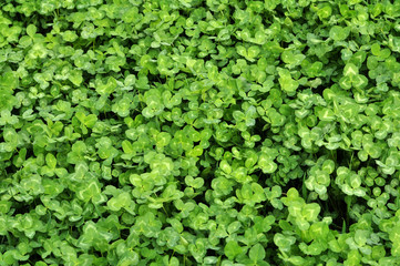 In the spring field young clover grows