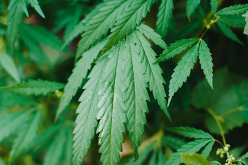 Medical marijuana, alternative medicine. Cultivation of medicinal cannabis for the production of...