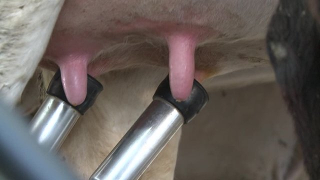 orde&ntilde;ando vaca