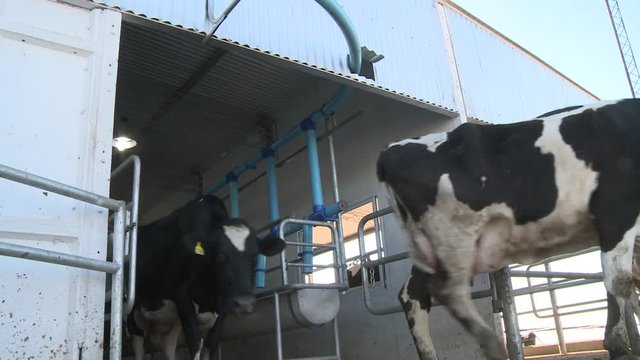 vacas saliendo de tambo