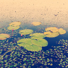 Lily Pads