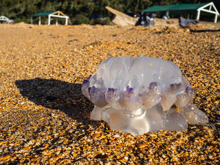 Beautiful purple jellyfish on the beach. The sand of the sea shore © LesdaMore