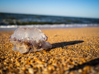 Beautiful purple jellyfish on the beach. The sand of the sea shore © LesdaMore