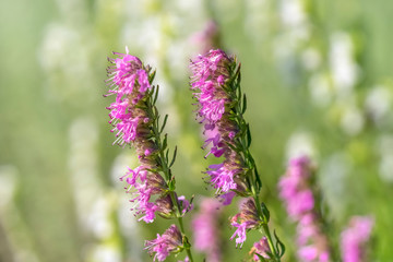Hyssop flowers (Hyssopus officinalis), medicinal plant,  good honey plant, aromatic condiment.