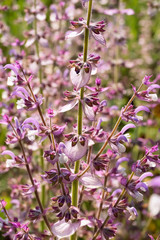 A beautiful odorous herb the salvia sclarea. Salvia sclarea, the clary or clary sage,  close–up.