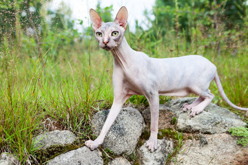 Obraz na płótnie Canvas Don sphynx cat standing on stones with wide opened eyes and stretching long neck