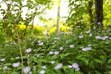 flowers in the forest