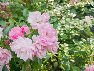 Pink roses in green leaves. Blooming roses in garden. Beautiful pink flowers on blurred background. Copy space
