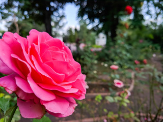 Pink roses in green leaves. Blooming roses in garden. Beautiful pink flowers on blurred background. Copy space