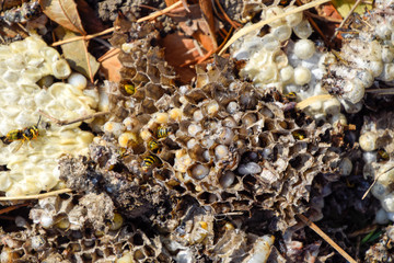 Destroyed hornet's nest. Drawn on the surface of a honeycomb hornet's nest. Larvae and pupae of wasps. Vespula vulgaris