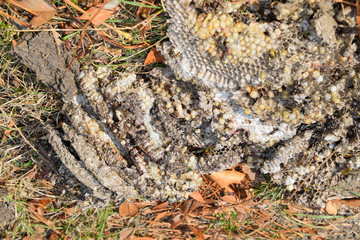 Destroyed hornet's nest. Drawn on the surface of a honeycomb hornet's nest. Larvae and pupae of wasps. Vespula vulgaris