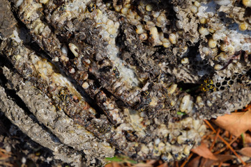 Destroyed hornet's nest. Drawn on the surface of a honeycomb hornet's nest. Larvae and pupae of wasps. Vespula vulgaris