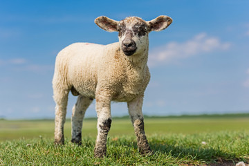 Obraz premium Lamm auf dem Deich bei St. Peter-Ording; Nordfriesland; Deutschland