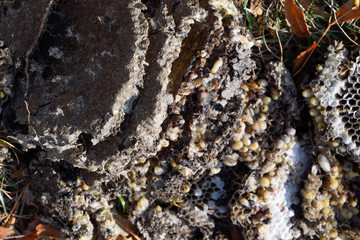 Destroyed hornet's nest. Drawn on the surface of a honeycomb hornet's nest. Larvae and pupae of wasps. Vespula vulgaris