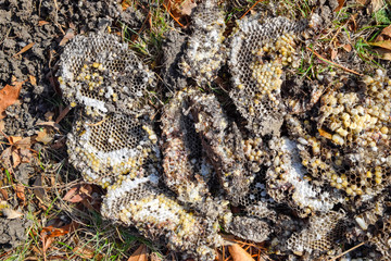 Destroyed hornet's nest. Drawn on the surface of a honeycomb hornet's nest. Larvae and pupae of wasps. Vespula vulgaris