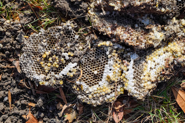 Destroyed hornet's nest. Drawn on the surface of a honeycomb hornet's nest. Larvae and pupae of wasps. Vespula vulgaris