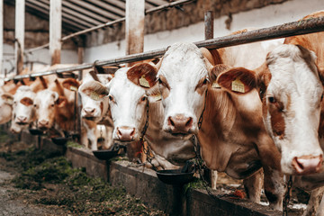 Long row of cows sticking their heads out bars of stable to feed © andrew_shots