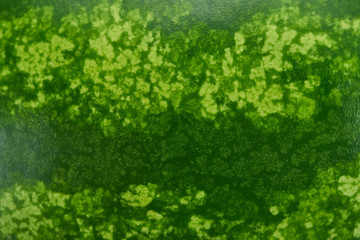 close up view of green watermelon textured peel