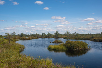 Fototapeta na wymiar Lakes of Yelnya swamp - National Landscape Reserve, Belarus