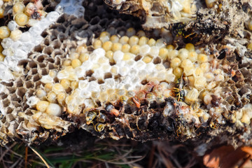 Destroyed hornet's nest. Drawn on the surface of a honeycomb hornet's nest. Larvae and pupae of wasps. Vespula vulgaris