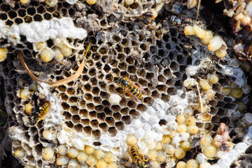 Destroyed hornet's nest. Drawn on the surface of a honeycomb hornet's nest. Larvae and pupae of wasps. Vespula vulgaris