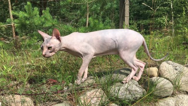 Don sphynx cat walks on stones, looks around fearfully, stepping cautiously