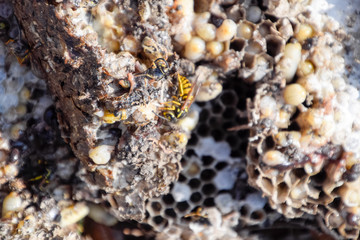 Destroyed hornet's nest. Drawn on the surface of a honeycomb hornet's nest. Larvae and pupae of wasps. Vespula vulgaris