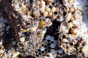 Destroyed hornet's nest. Drawn on the surface of a honeycomb hornet's nest. Larvae and pupae of wasps. Vespula vulgaris