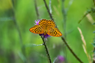  orange black alpen fritillary butterfly