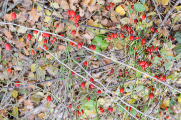 Hips bush with ripe berries. Berries of a dogrose on a bush. Fruits of wild roses. Thorny dogrose. Red rose hips.
