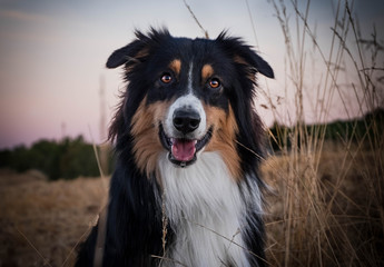 Australian Shepherd