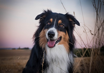 Australian Shepherd