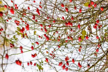 Hips bush with ripe berries. Berries of a dogrose on a bush. Fruits of wild roses. Thorny dogrose. Red rose hips.