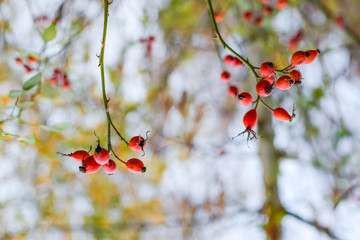 Red ripe briar berries, macro photo. Hips bush with ripe berries. Berries of a dogrose on a bush. Fruits of wild roses. Thorny dogrose. Red rose hips.