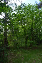 Obraz premium las ogród