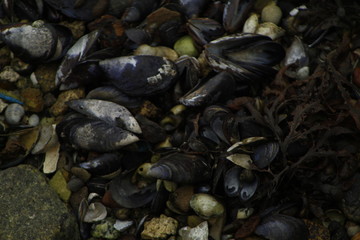 mussels on sand beach in Pontevedra