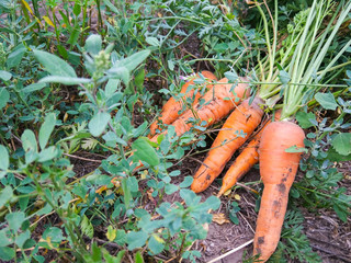Carrots with haulm on the ground. Fresh carrots in the grass. Orange root crop in garden. Vegetarian food